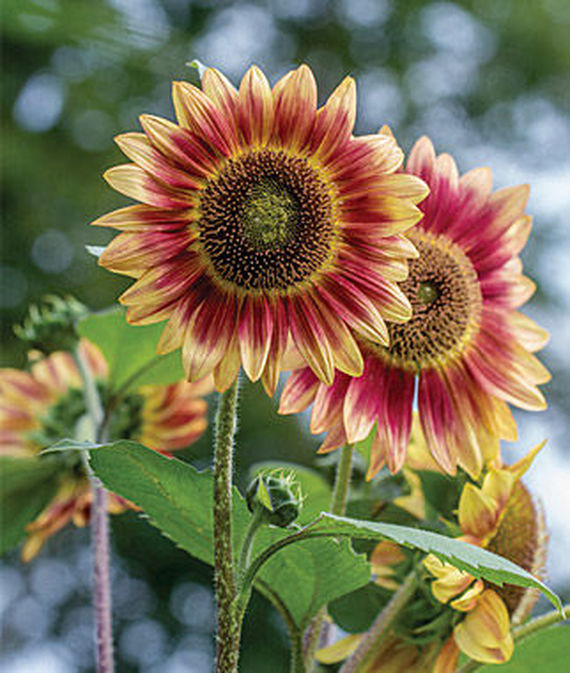 Candy Mountain Hybrid Sunflower